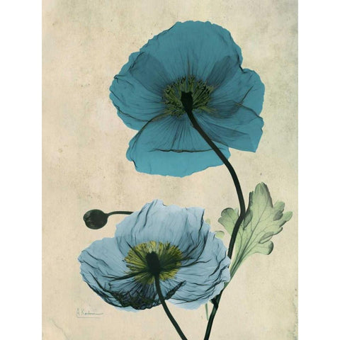 Iceland Poppy White Modern Wood Framed Art Print by Koetsier, Albert