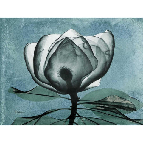 Magnolia Blues 2 White Modern Wood Framed Art Print by Koetsier, Albert