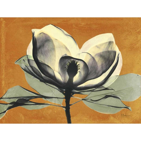 Warm Magnolia 1 Black Modern Wood Framed Art Print by Koetsier, Albert