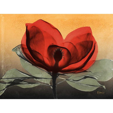 Hot Magnolia 1 Black Modern Wood Framed Art Print by Koetsier, Albert