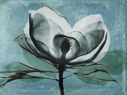 Magnolia Blues 1 Black Ornate Wood Framed Art Print with Double Matting by Koetsier, Albert