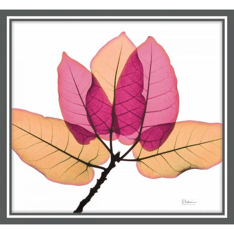 Ficus Burkey White Modern Wood Framed Art Print by Koetsier, Albert