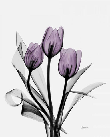 Three Purple Tulips H14 White Modern Wood Framed Art Print with Double Matting by Koetsier, Albert