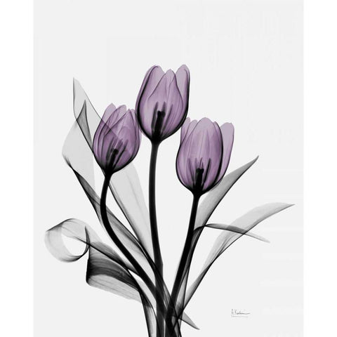 Three Purple Tulips H14 White Modern Wood Framed Art Print by Koetsier, Albert