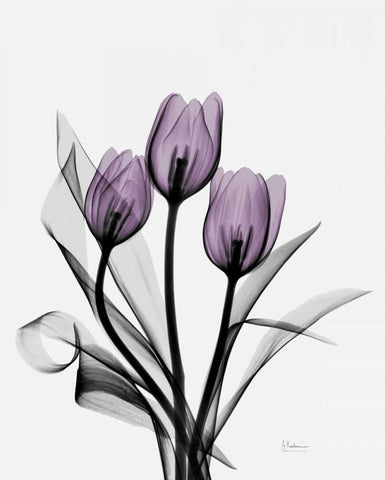 Three Purple Tulips H14 Black Ornate Wood Framed Art Print with Double Matting by Koetsier, Albert