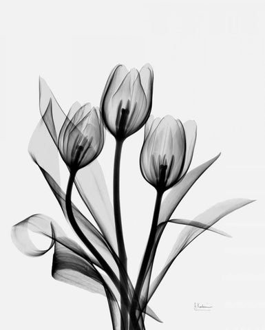 Three Gray Tulips H14 Black Ornate Wood Framed Art Print with Double Matting by Koetsier, Albert