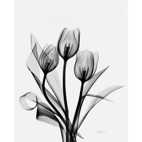 Three Gray Tulips H14 White Modern Wood Framed Art Print by Koetsier, Albert