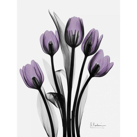 Five Tulips in Purple White Modern Wood Framed Art Print by Koetsier, Albert