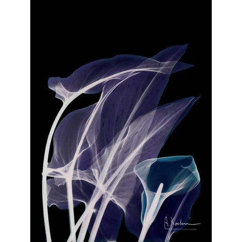 Lily Xray Black Modern Wood Framed Art Print by Koetsier, Albert