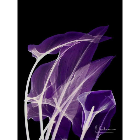 Purple Calla Black Modern Wood Framed Art Print with Double Matting by Koetsier, Albert