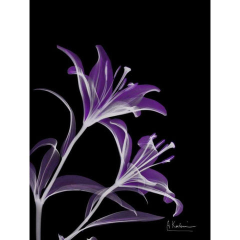 Purple Lily White Modern Wood Framed Art Print by Koetsier, Albert