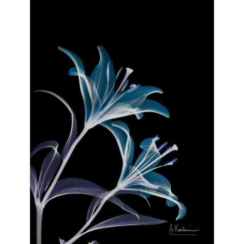 Lily L145 Black Modern Wood Framed Art Print with Double Matting by Koetsier, Albert