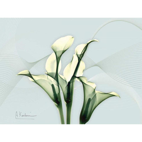 Calla Lily L275 White Modern Wood Framed Art Print by Koetsier, Albert