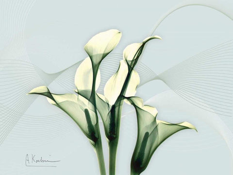 Calla Lily L275 White Modern Wood Framed Art Print with Double Matting by Koetsier, Albert