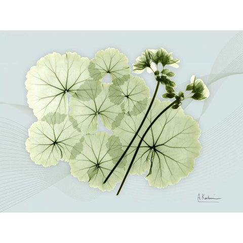 Geranium L48 White Modern Wood Framed Art Print by Koetsier, Albert