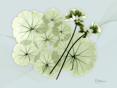 Geranium L48 White Modern Wood Framed Art Print with Double Matting by Koetsier, Albert