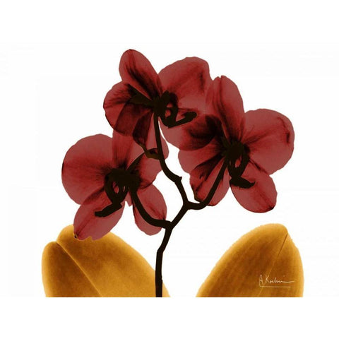 Orchid Fall Black Modern Wood Framed Art Print with Double Matting by Koetsier, Albert