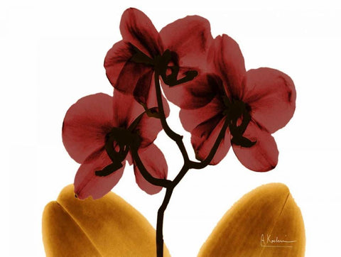 Orchid Fall White Modern Wood Framed Art Print with Double Matting by Koetsier, Albert