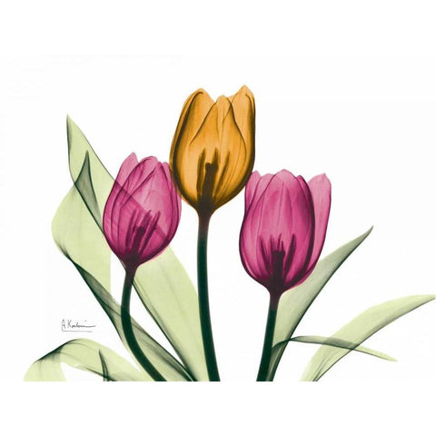 Tulip White Modern Wood Framed Art Print by Koetsier, Albert