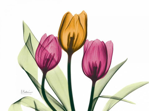 Tulip White Modern Wood Framed Art Print with Double Matting by Koetsier, Albert