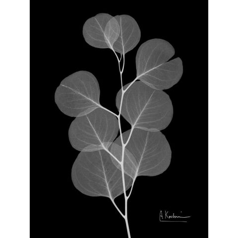 Eucalyptus E196 Black Modern Wood Framed Art Print with Double Matting by Koetsier, Albert