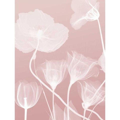 Pink Flora 1 White Modern Wood Framed Art Print by Koetsier, Albert