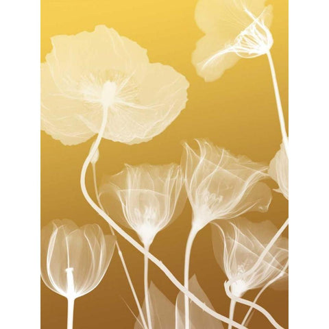 Transparent Flora 1 White Modern Wood Framed Art Print by Koetsier, Albert