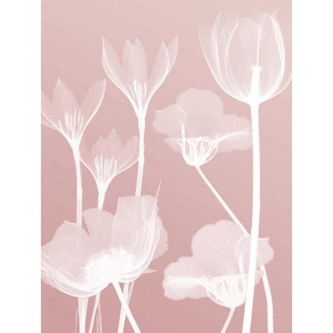 Pink Flora 2  White Modern Wood Framed Art Print by Koetsier, Albert