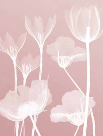Pink Flora 2  White Modern Wood Framed Art Print with Double Matting by Koetsier, Albert