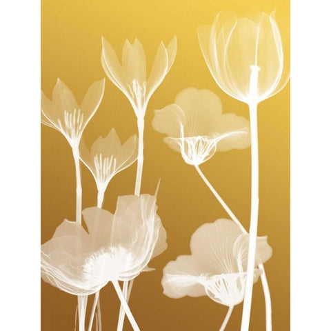 Transparent Flora 2 White Modern Wood Framed Art Print by Koetsier, Albert