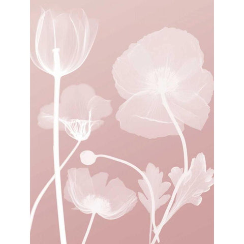 Pink Flora 3 White Modern Wood Framed Art Print by Koetsier, Albert