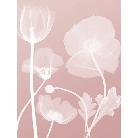 Pink Flora 3 Black Modern Wood Framed Art Print with Double Matting by Koetsier, Albert