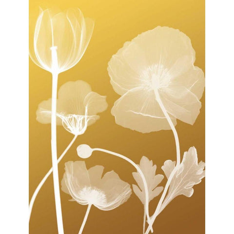 Transparent Flora 3 White Modern Wood Framed Art Print by Koetsier, Albert