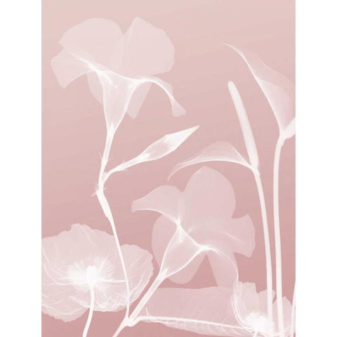 Pink Flora 4 Black Modern Wood Framed Art Print with Double Matting by Koetsier, Albert