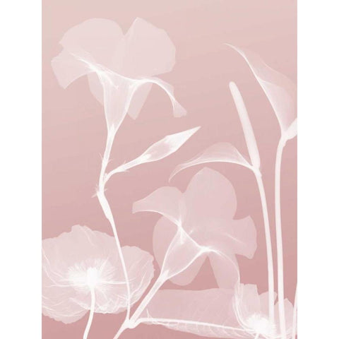 Pink Flora 4 White Modern Wood Framed Art Print by Koetsier, Albert