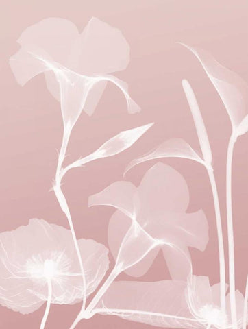 Pink Flora 4 White Modern Wood Framed Art Print with Double Matting by Koetsier, Albert