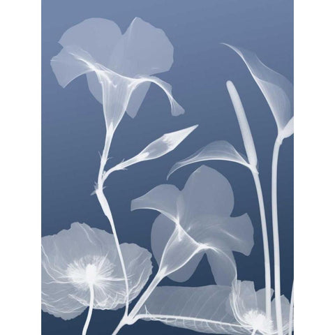 Transparent Flora 4 White Modern Wood Framed Art Print by Koetsier, Albert