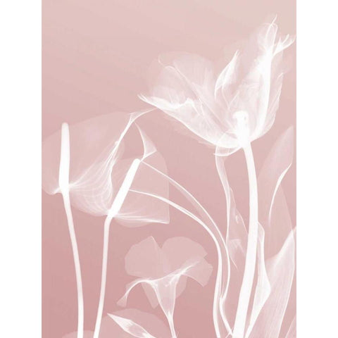 Pink Flora 5 Black Modern Wood Framed Art Print with Double Matting by Koetsier, Albert