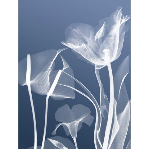 Transparent Flora 5 White Modern Wood Framed Art Print by Koetsier, Albert
