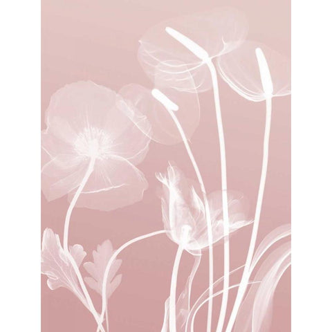 Pink Flora 6 White Modern Wood Framed Art Print by Koetsier, Albert