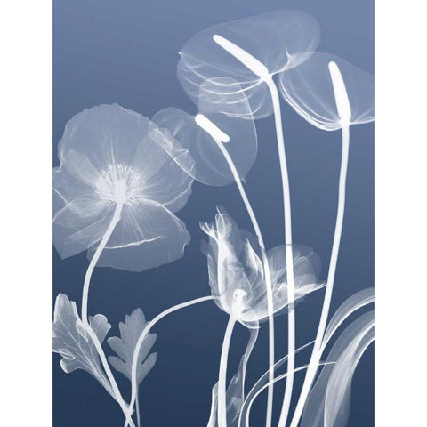 Transparent Flora 6 Black Modern Wood Framed Art Print with Double Matting by Koetsier, Albert