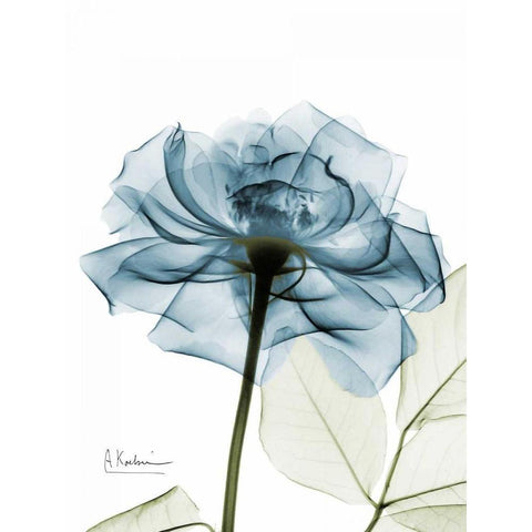 Teal Rose White Modern Wood Framed Art Print by Koetsier, Albert