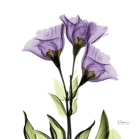 Gentian Purple L301 White Modern Wood Framed Art Print with Double Matting by Koetsier, Albert