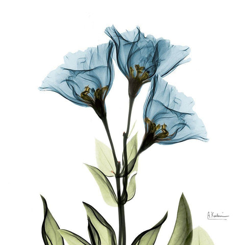 Gentian Azure L301 White Modern Wood Framed Art Print with Double Matting by Koetsier, Albert