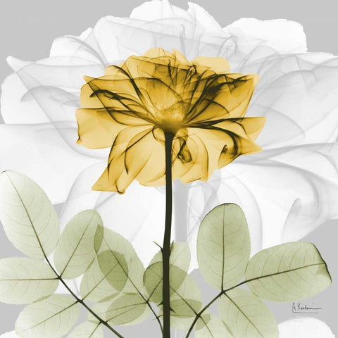 Rose in Gold 1 Black Modern Wood Framed Art Print with Double Matting by Koetsier, Albert