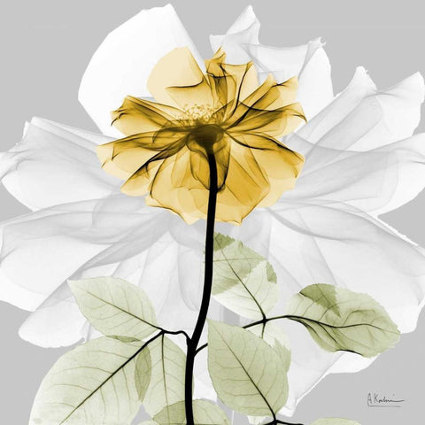 Rose in Gold 2 White Modern Wood Framed Art Print by Koetsier, Albert