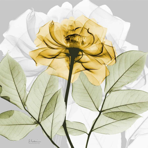 Rose in Gold 3 Black Ornate Wood Framed Art Print with Double Matting by Koetsier, Albert