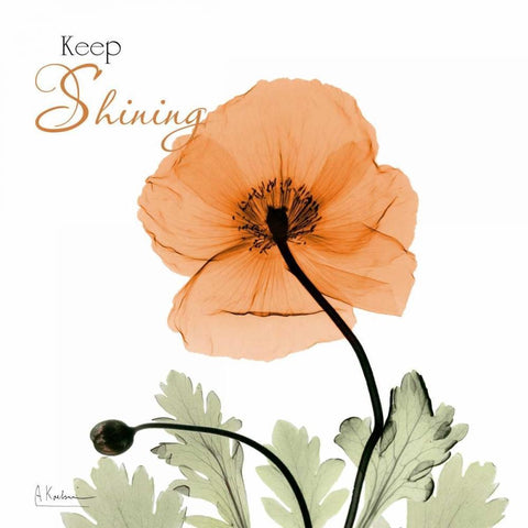 Keep Shining Iceland Poppy Black Ornate Wood Framed Art Print with Double Matting by Koetsier, Albert