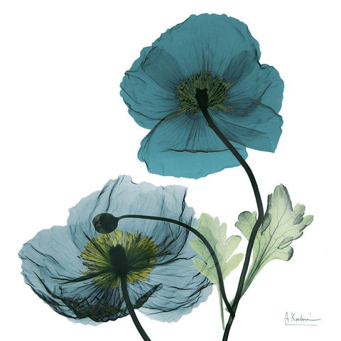 Iceland Poppy W White Modern Wood Framed Art Print with Double Matting by Koetsier, Albert