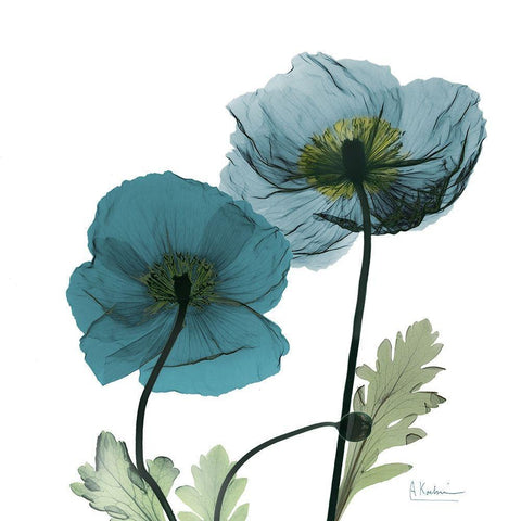 Iceland Poppy W White Modern Wood Framed Art Print with Double Matting by Koetsier, Albert